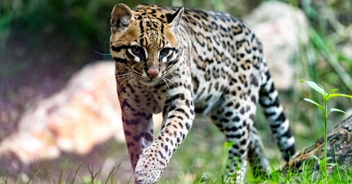ocelot, spotted fur, lush green grass, SD Desktop Wallpaper
