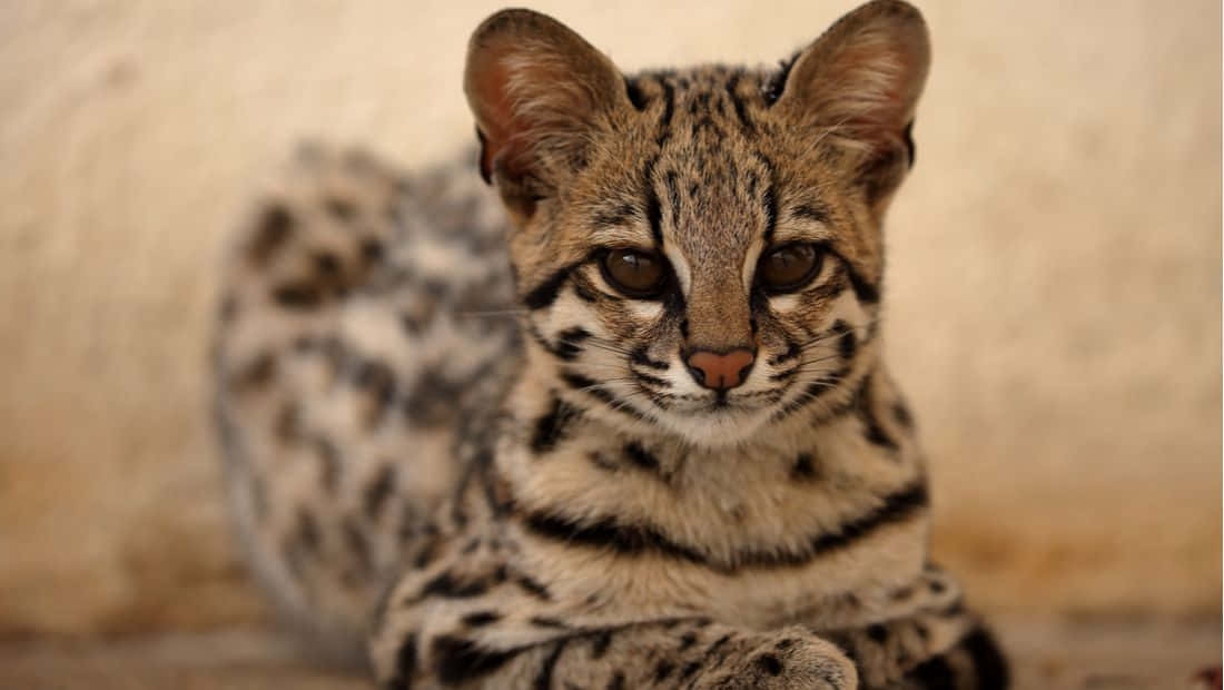 Ocelot, close-up, spotted wild cat, SD Desktop Wallpaper
