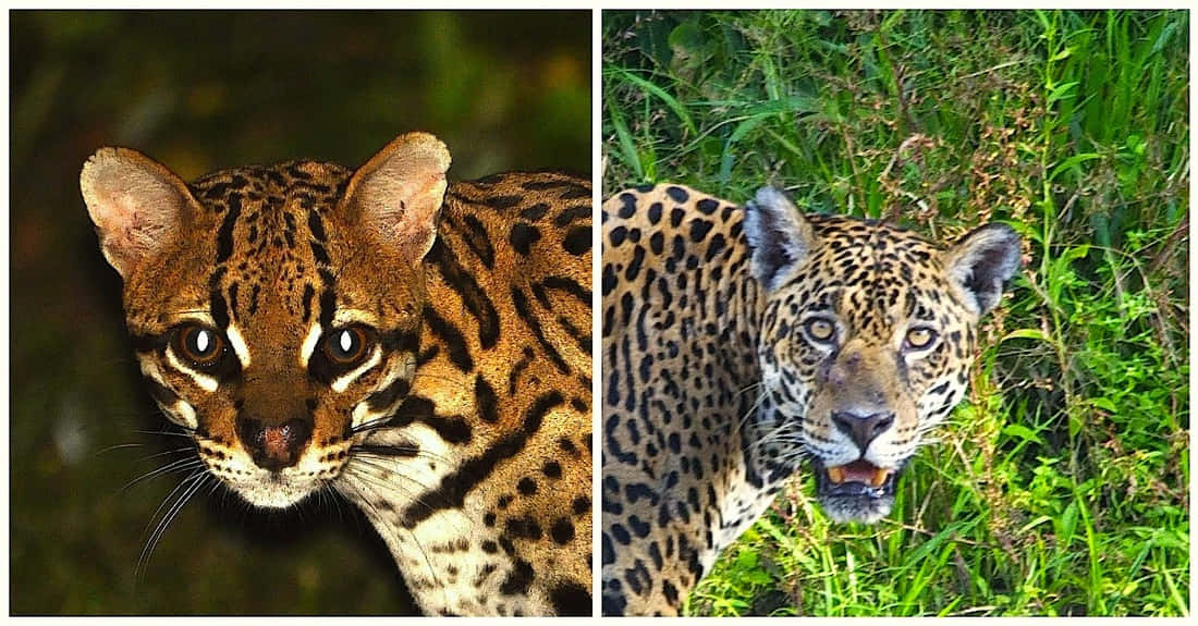 ocelot, jaguar, dense green foliage, SD Desktop Wallpaper