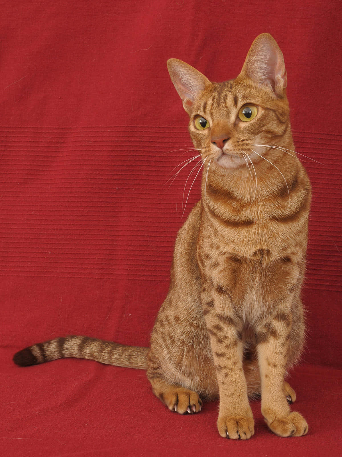 Ocicat, golden tabby, green eyes, HD Phone Wallpaper