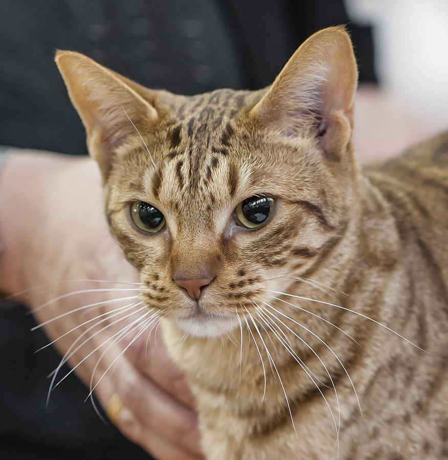 Ocicat, brown tabby, striking green eyes, SD Phone Wallpaper
