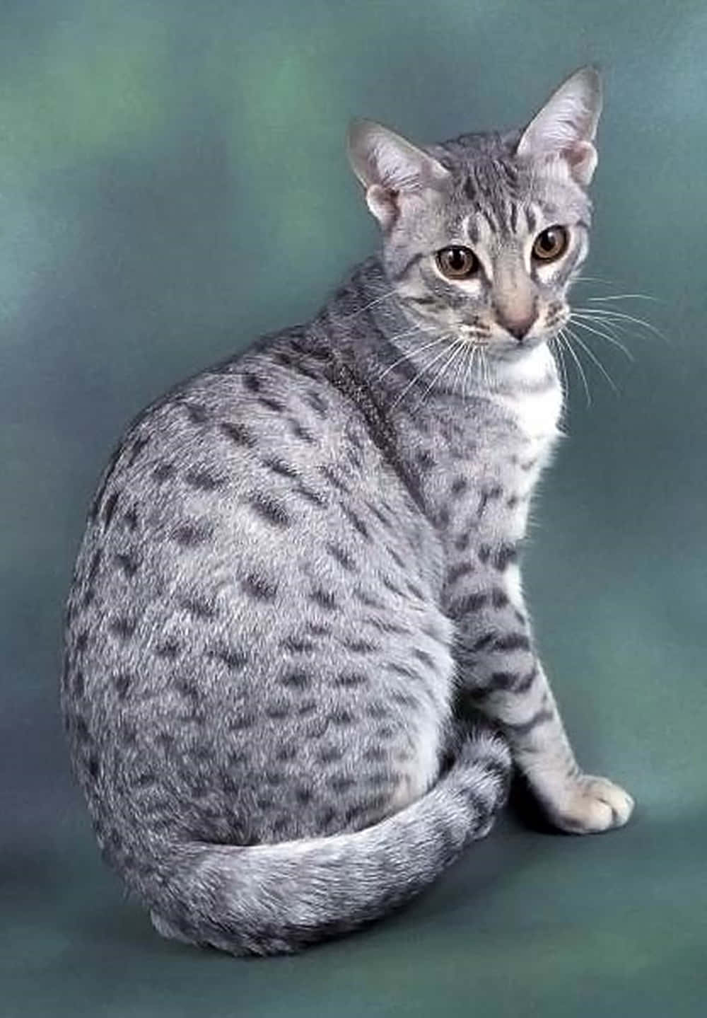 Ocicat, wooden floor, muted green backdrop, HD Phone Wallpaper