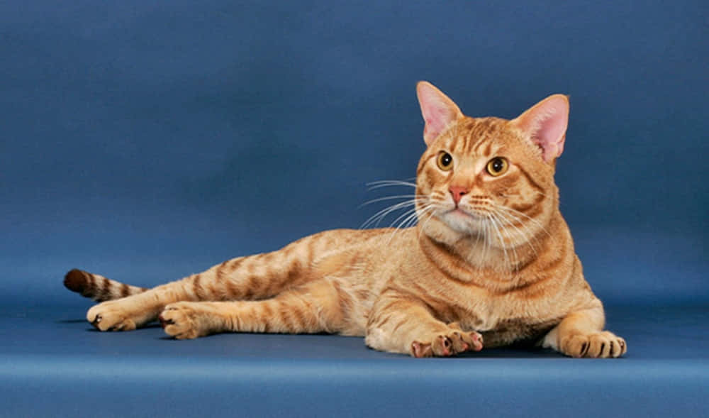 Ocicat, ginger tabby, solid blue studio background, SD Desktop Wallpaper