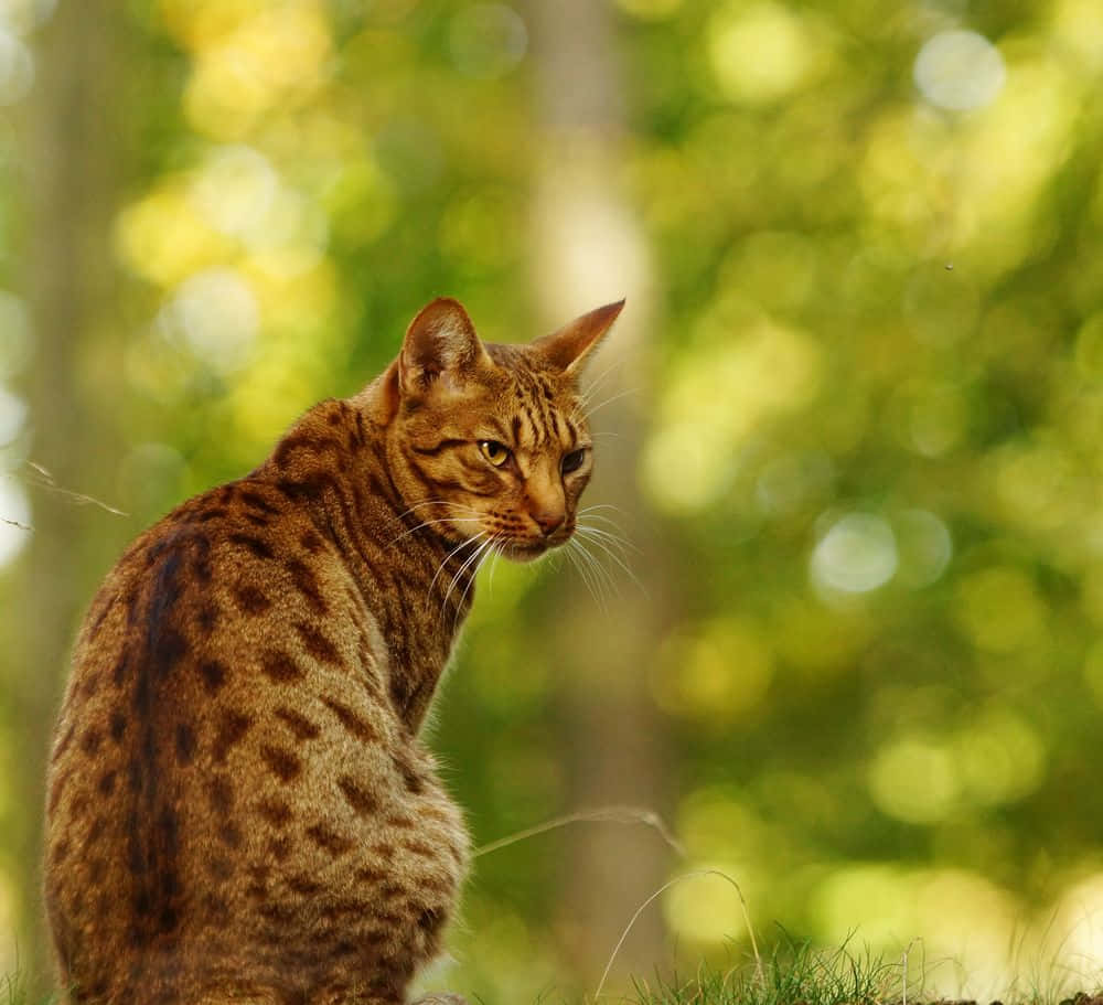 Ocicat, spotted wildcat, sunlit grass, SD Desktop Wallpaper