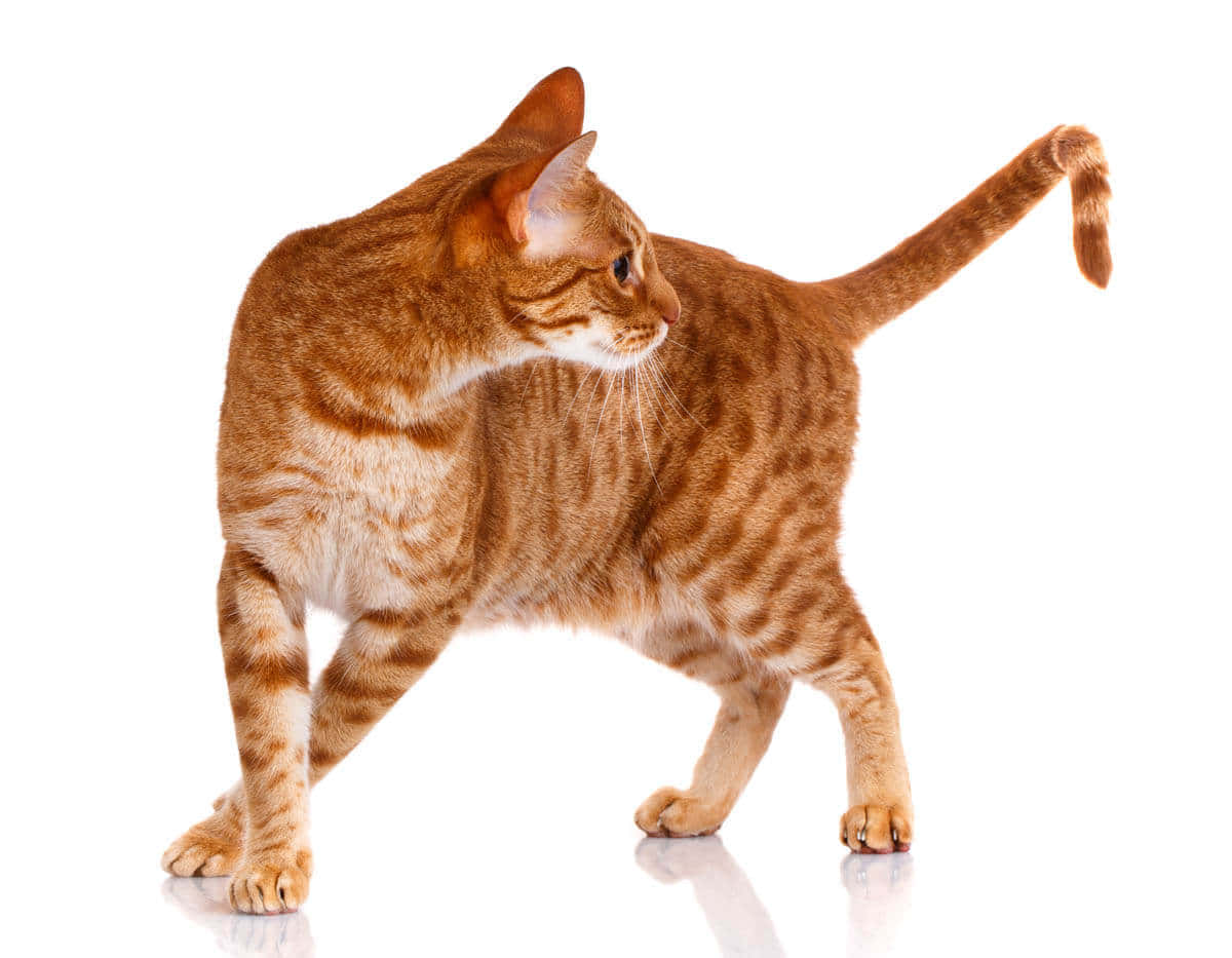 Ocicat, ginger tabby, leopard-like spots, SD Desktop Wallpaper