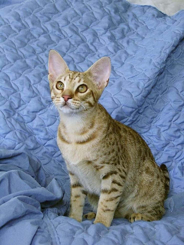 Ocicat, tabby cat, large ears, SD Phone Wallpaper