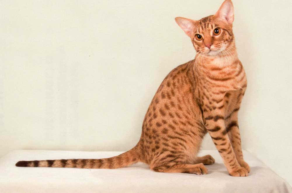 Ocicat, brown spotted cat, large ears, SD Desktop Wallpaper
