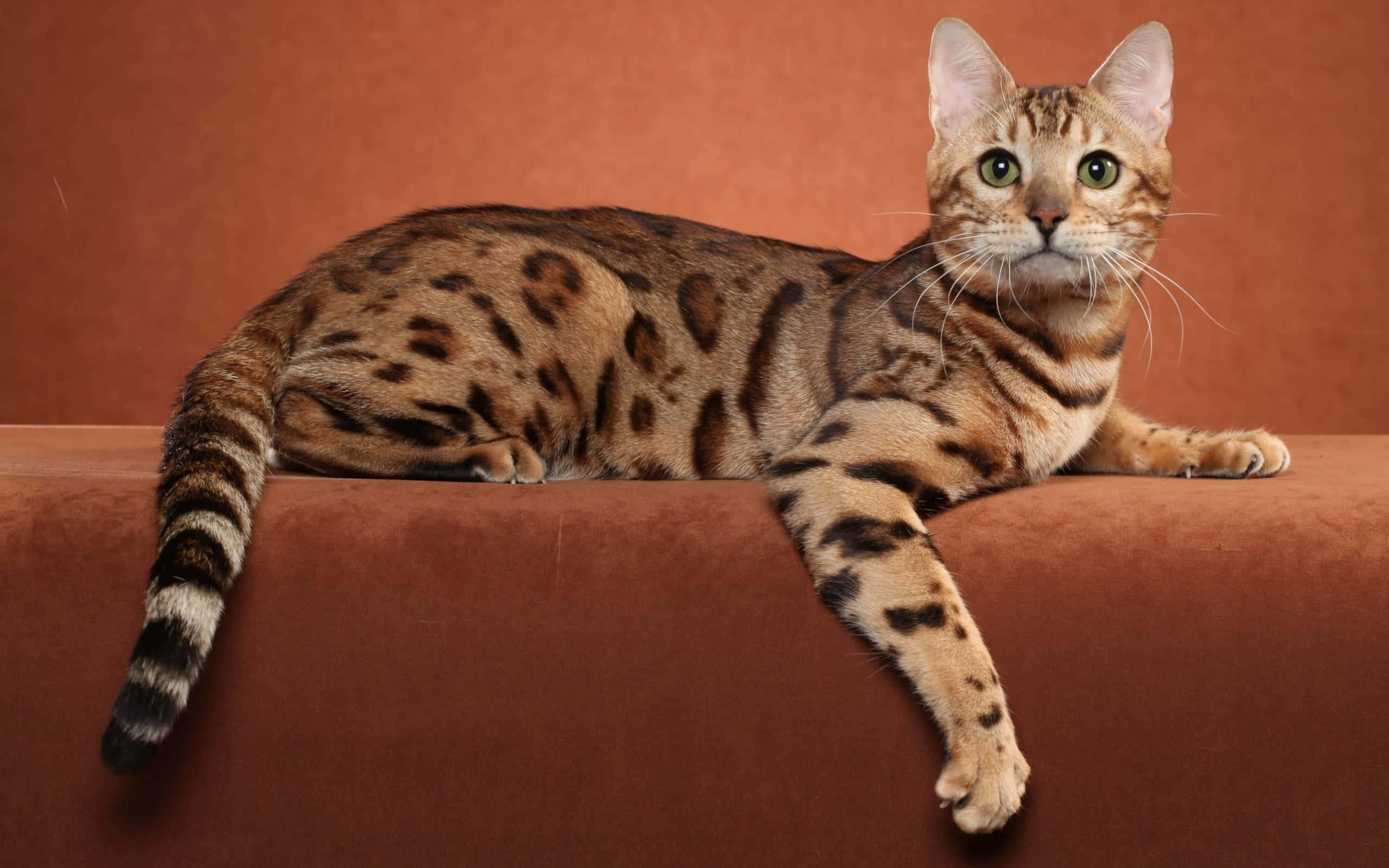 Ocicat, 2560 x 1600, tree branch, 2K Desktop Wallpaper
