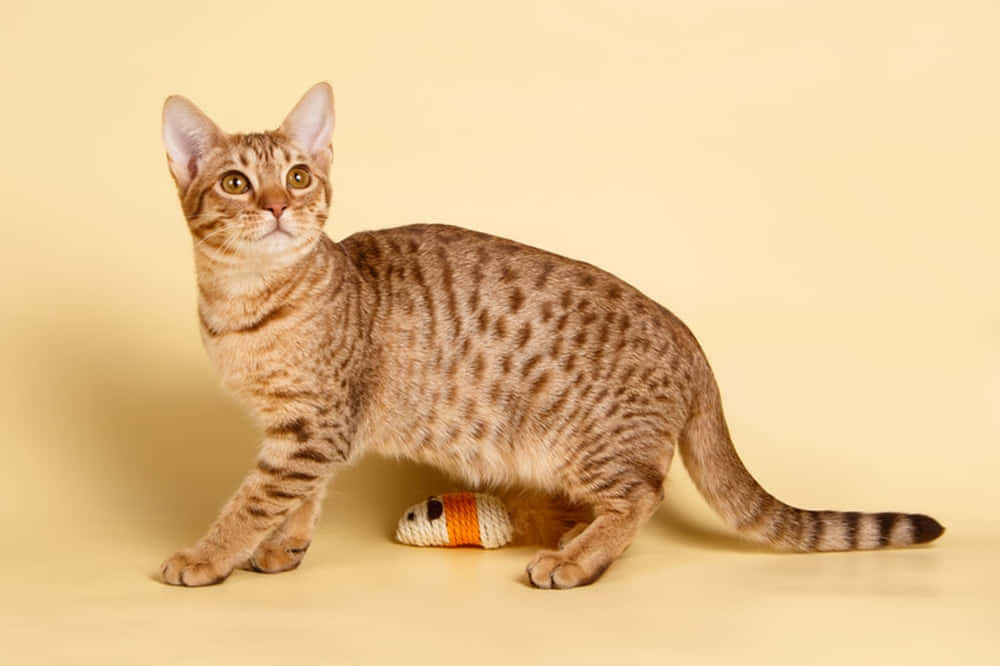 Ocicat, yarn mouse, solid cream background, SD Desktop Wallpaper