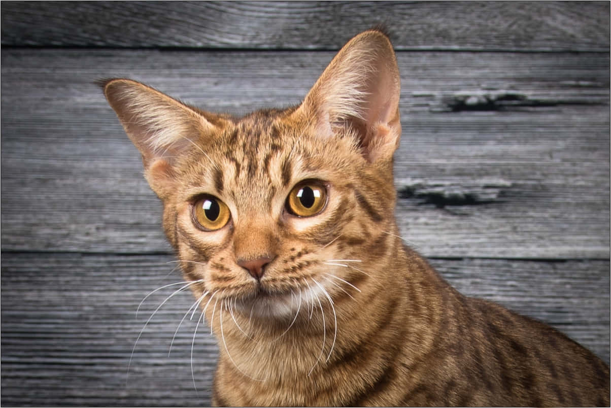 Ocicat, tabby cat, amber eyes, SD Desktop Wallpaper