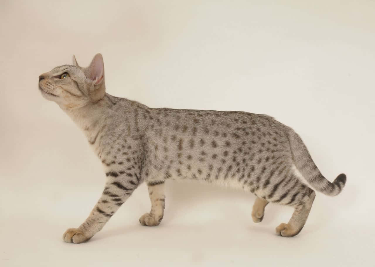 Ocicat, 1280 x 912, off-white background, HD Desktop Wallpaper