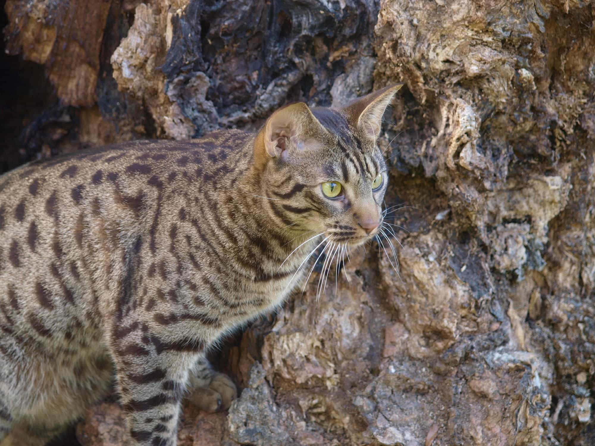 Ocicat, green eyes, spotted fur, Full HD Desktop Wallpaper