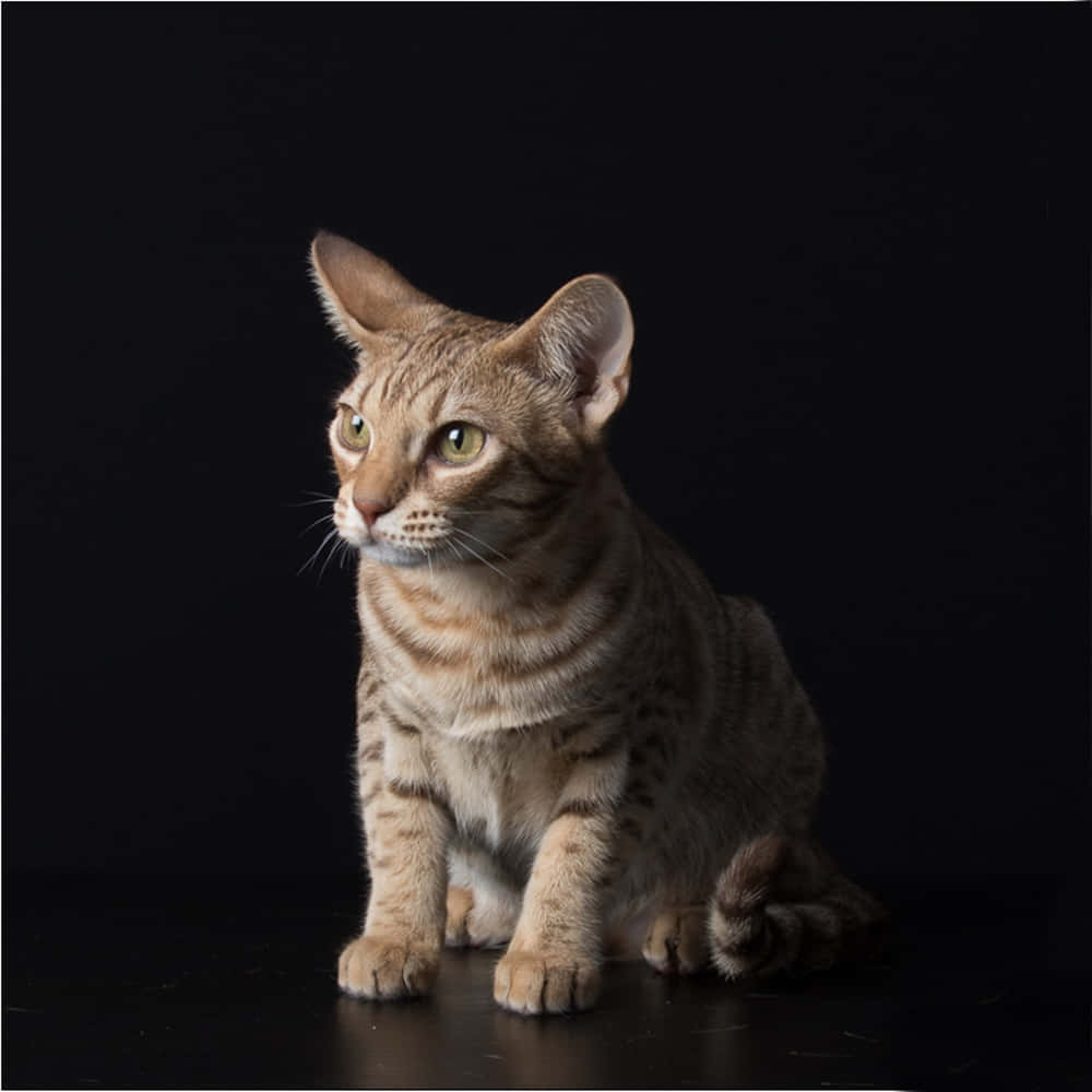 Ocicat, grassy field, green eyes, SD Desktop Wallpaper