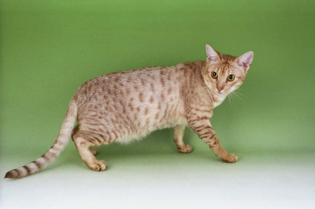 Ocicat, amber eyes, sleek spotted cat, SD Desktop Wallpaper