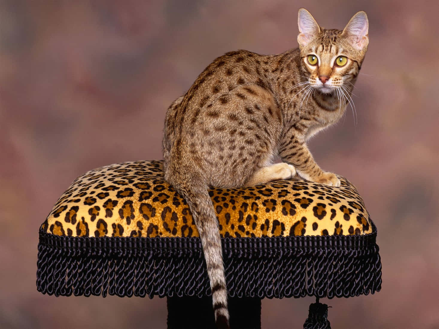 Ocicat, leopard-print ottoman, black fringe, HD Desktop Wallpaper