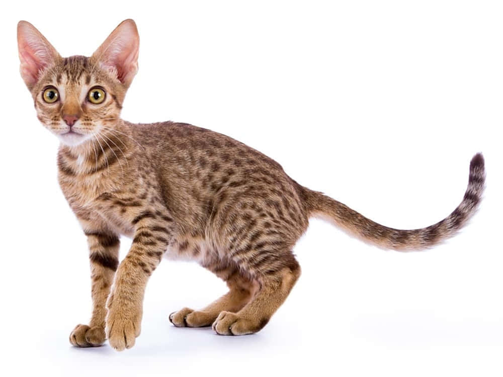 Ocicat, brown spotted, large ears, SD Desktop Wallpaper