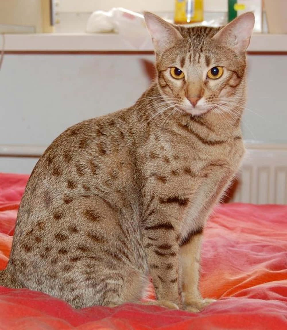 Ocicat, spotted brown cat, bright yellow eyes, SD Phone Wallpaper