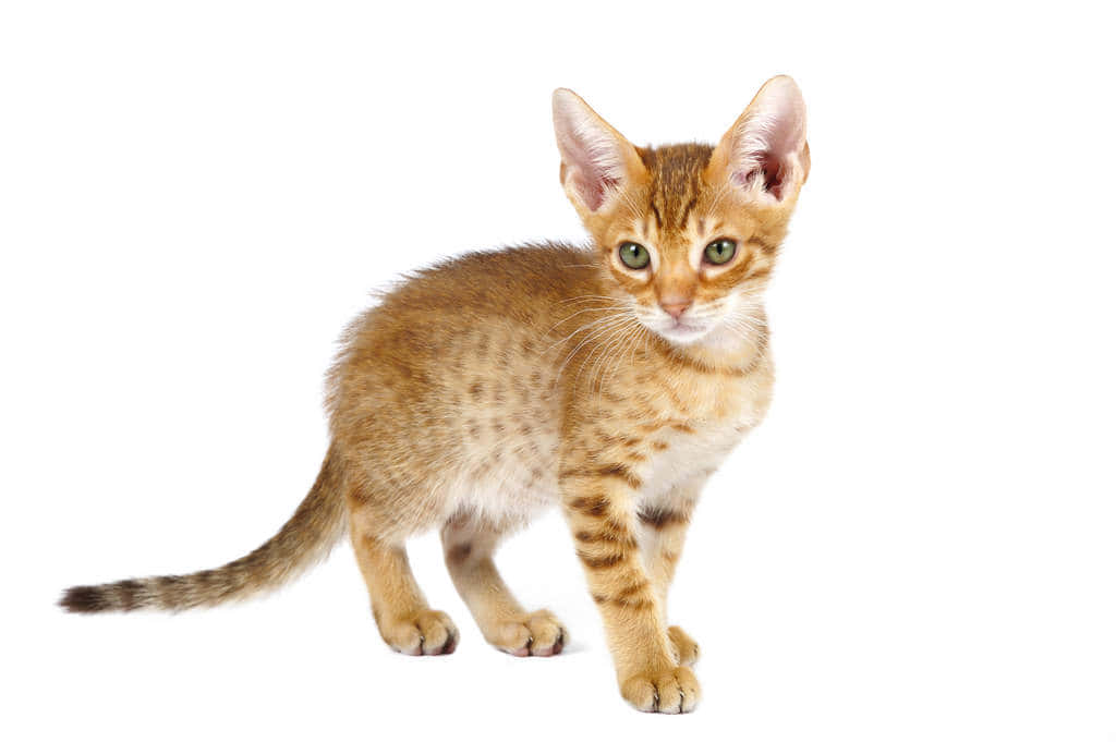 Ocicat, brown tabby, green eyes, SD Desktop Wallpaper