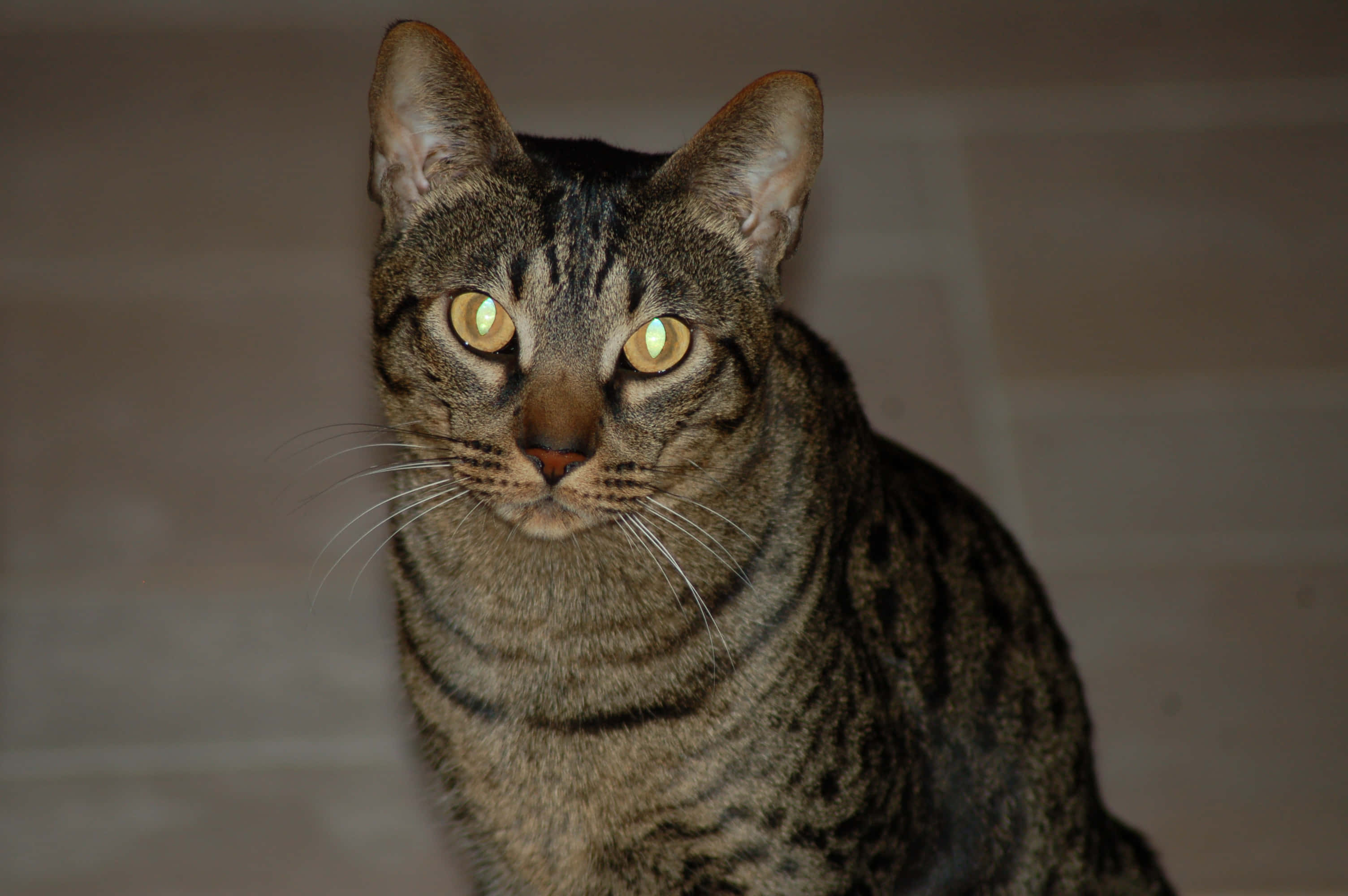 Ocicat, tabby cat, yellow eyes, 2K Desktop Wallpaper