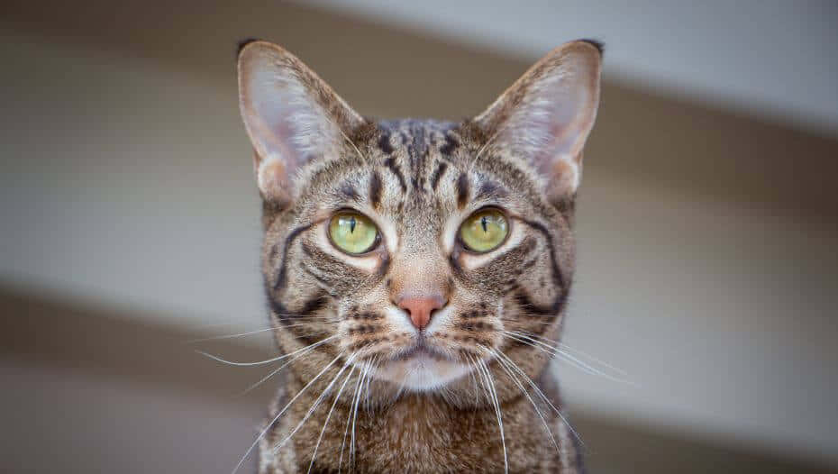 Ocicat, tabby cat, green eyes, SD Desktop Wallpaper
