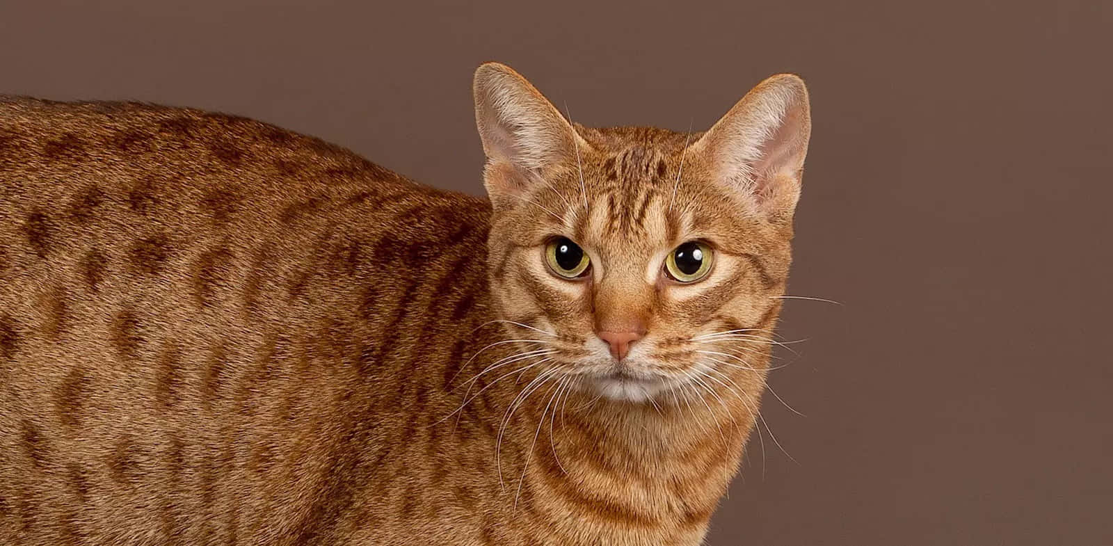 Ocicat, brown spotted cat, green eyes, HD Desktop Wallpaper