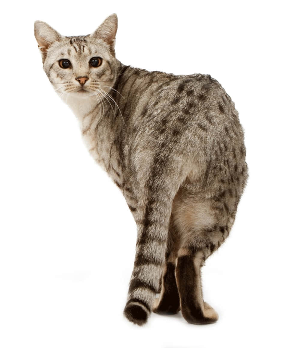 Ocicat, silver tabby, dark spots, SD Phone Wallpaper