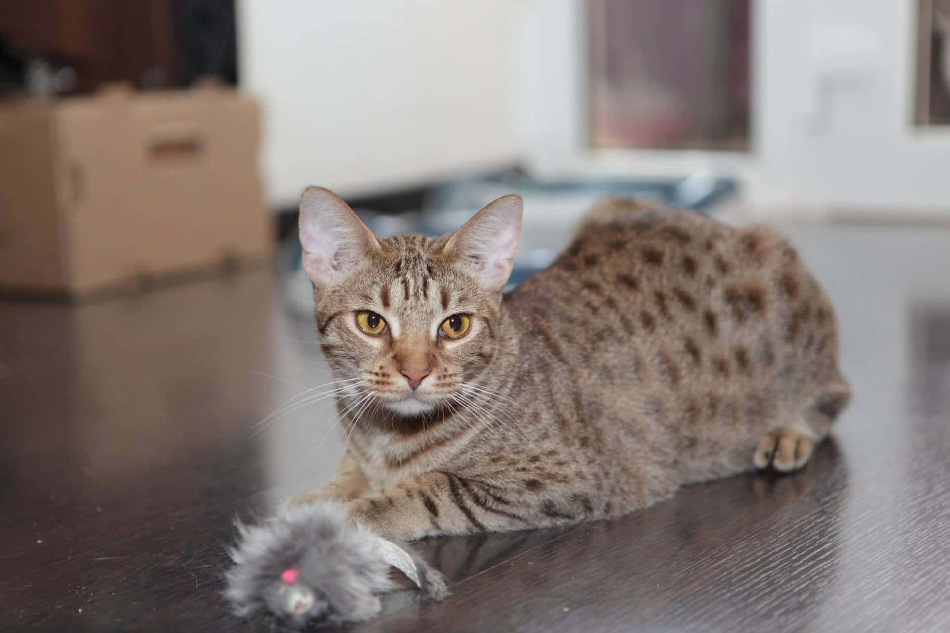 Ocicat, amber eyes, dark wooden floor, Full HD Desktop Wallpaper