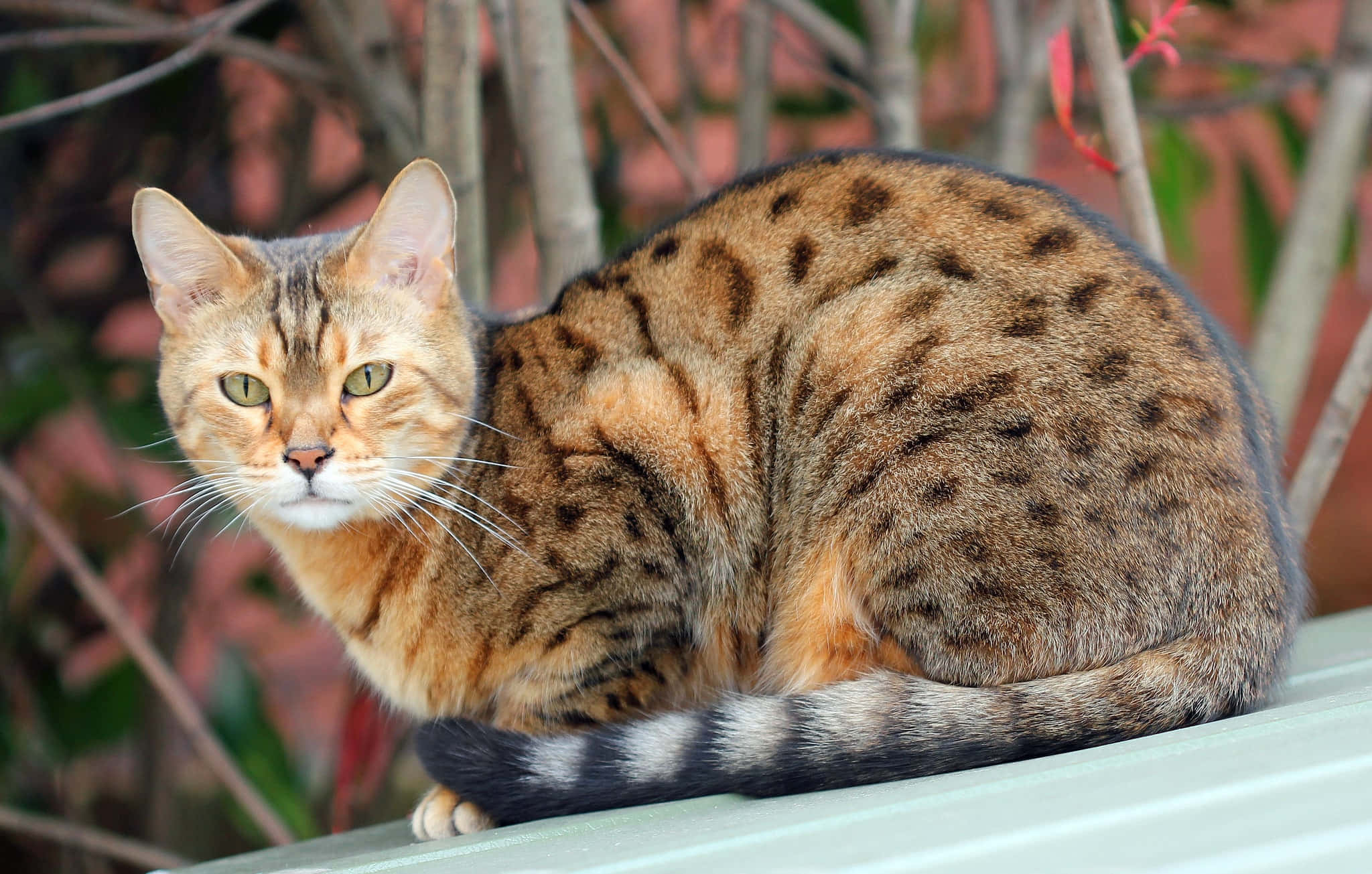 Ocicat, spotted cat, green eyes, Full HD Desktop Wallpaper