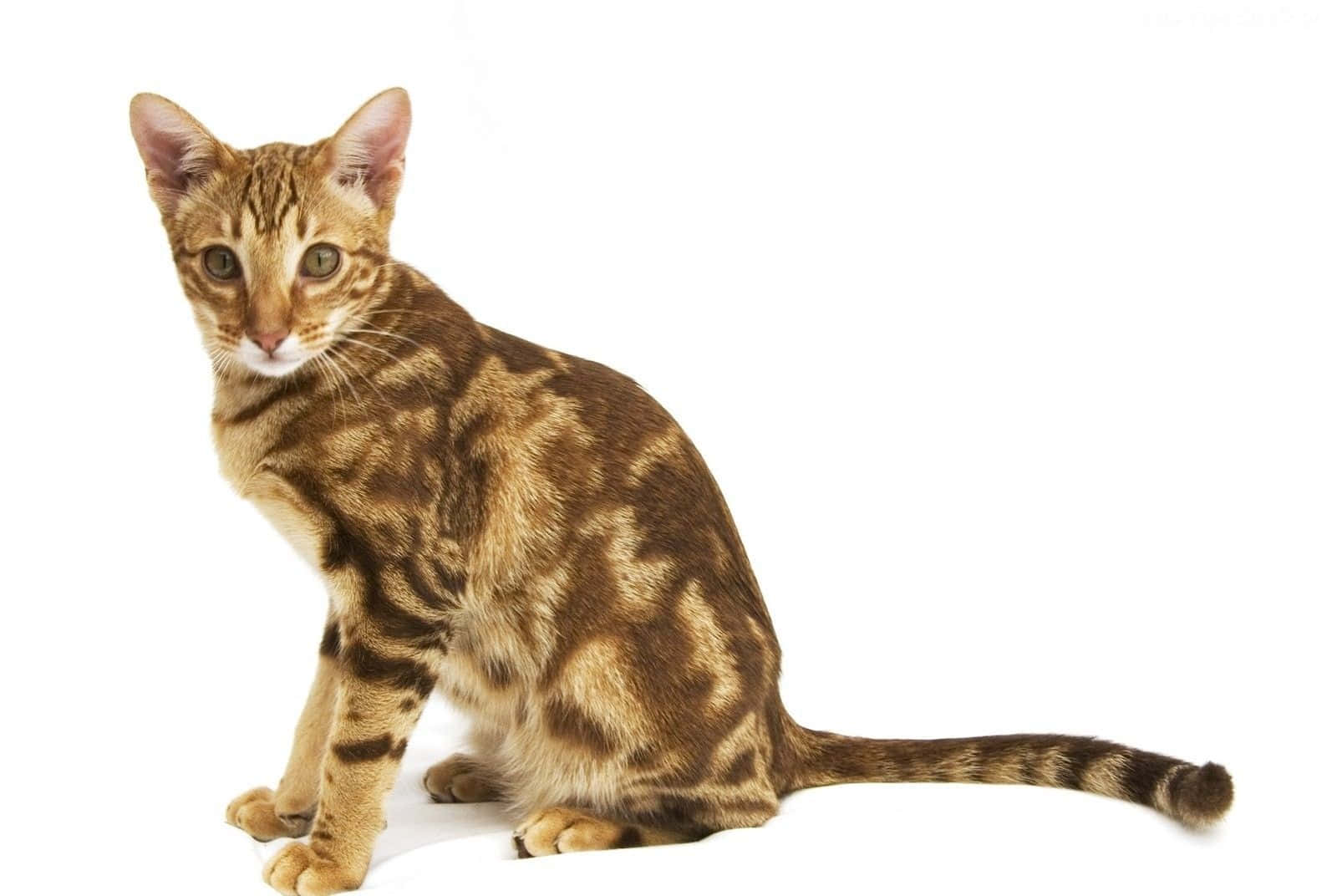 Ocicat, brown spotted cat, green eyes, HD Desktop Wallpaper