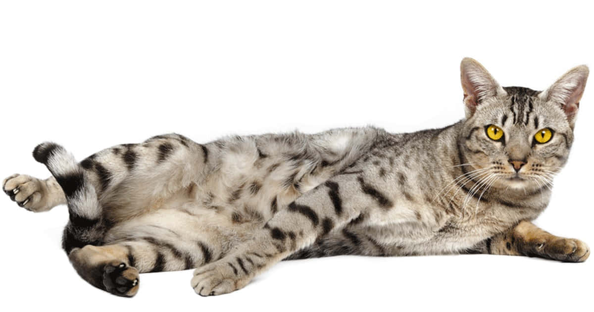 Ocicat, silver tabby, yellow eyes, SD Desktop Wallpaper