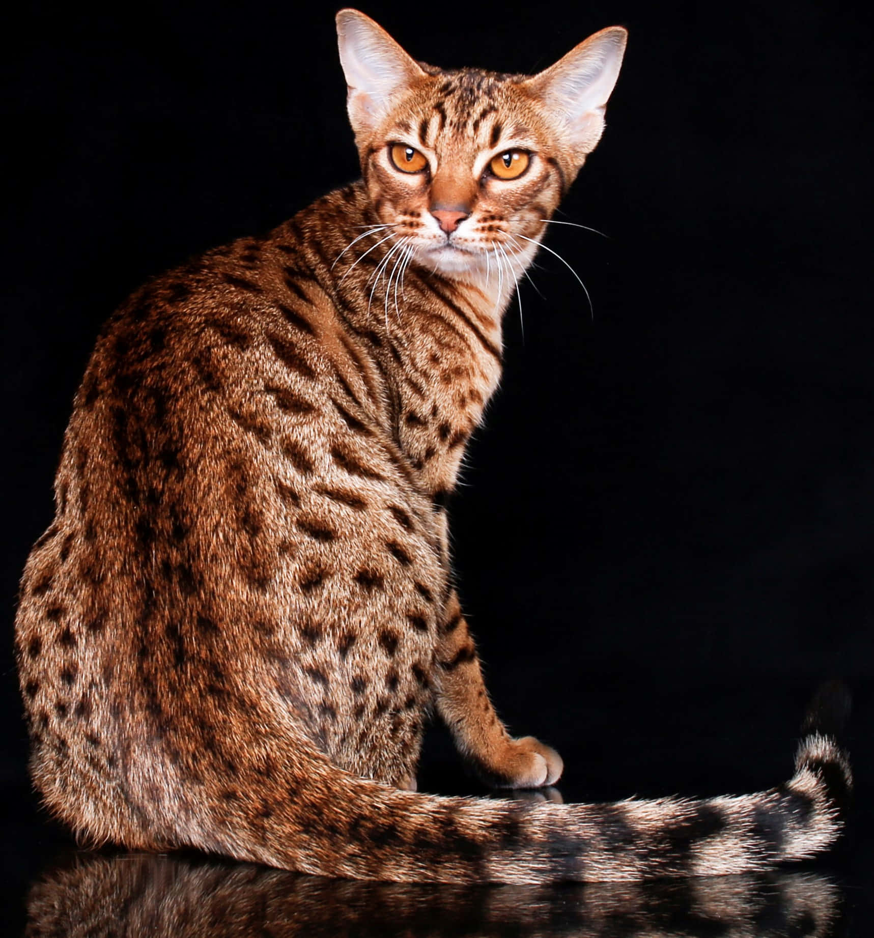 Ocicat, amber eyes, reflective surface, HD Phone Wallpaper