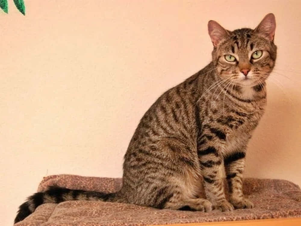 Ocicat, tabby cat, green eyes, SD Desktop Wallpaper