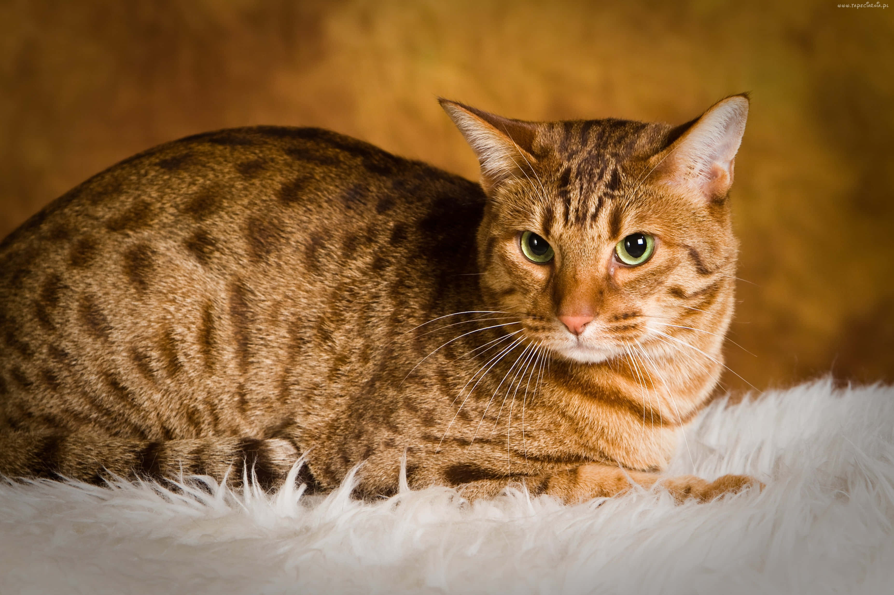 Ocicat, brown spotted cat, green eyes, 2K Desktop Wallpaper