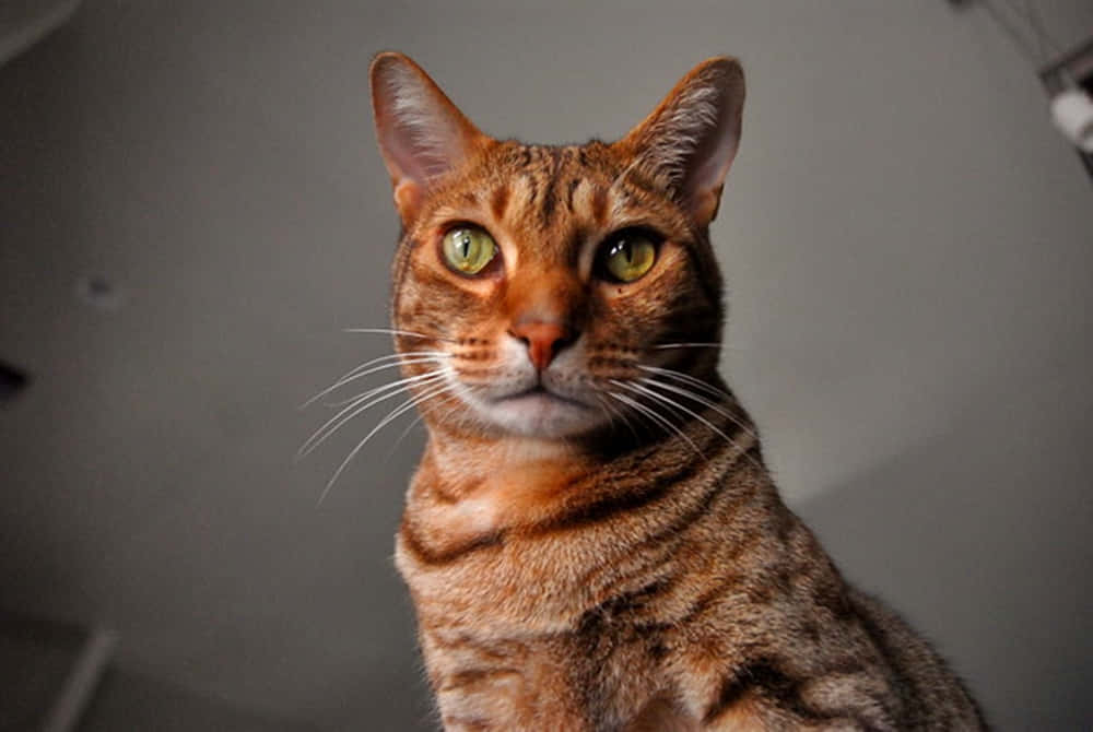 Ocicat, striking green eyes, tabby cat, SD Desktop Wallpaper