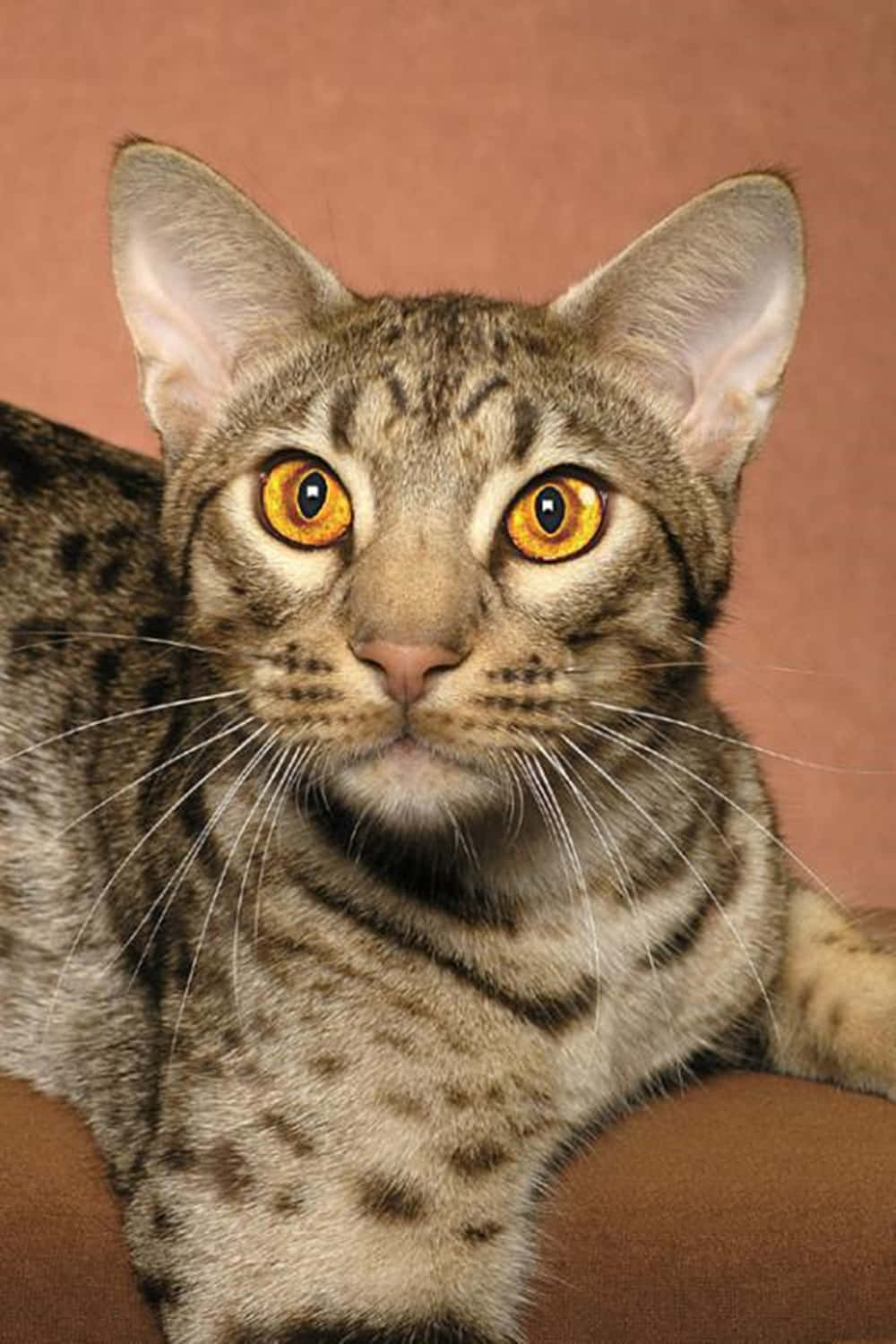 Ocicat, wooden surface, amber eyes, HD Phone Wallpaper