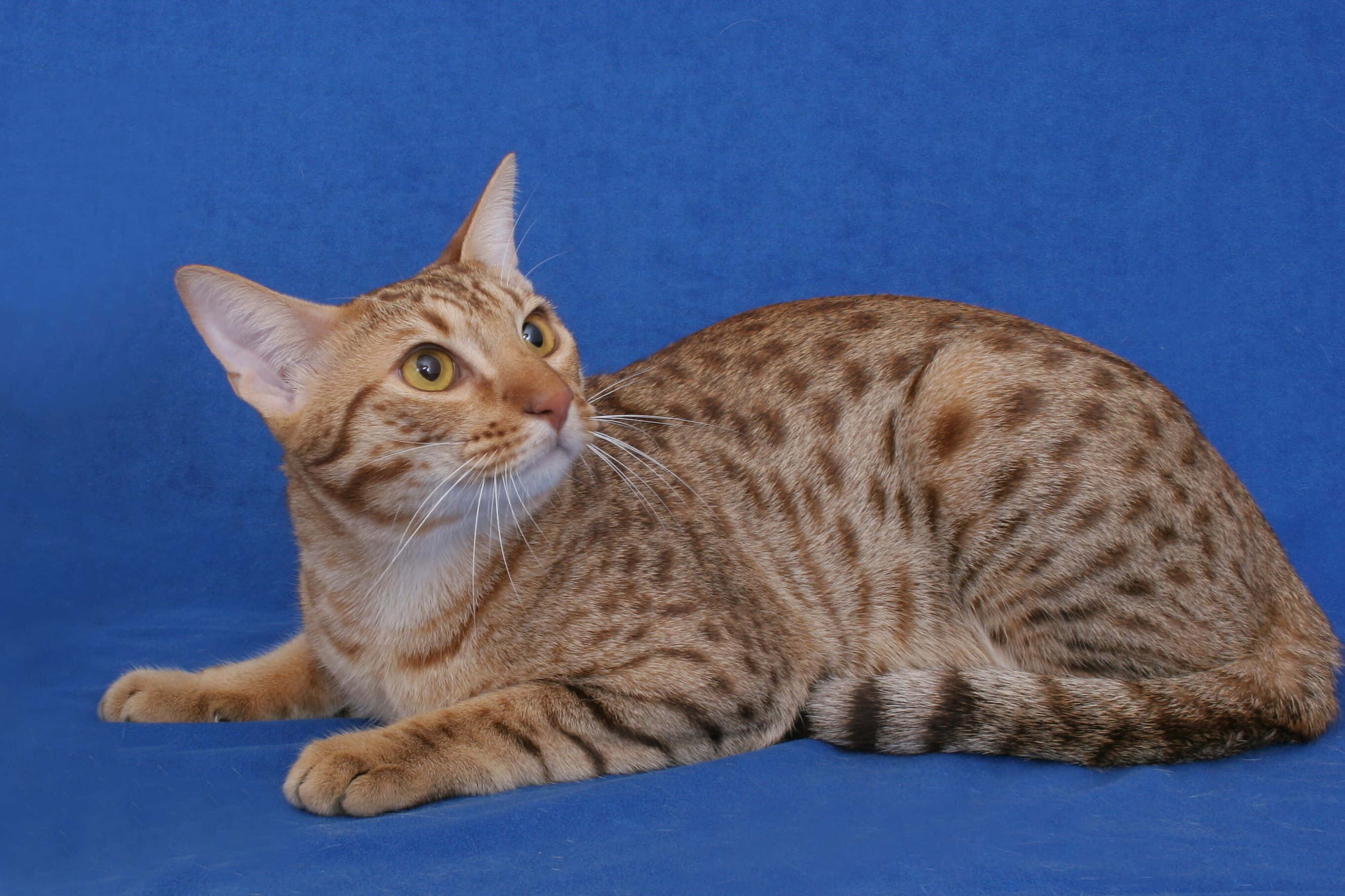 Ocicat, amber eyes, sleek spotted cat, 2K Desktop Wallpaper