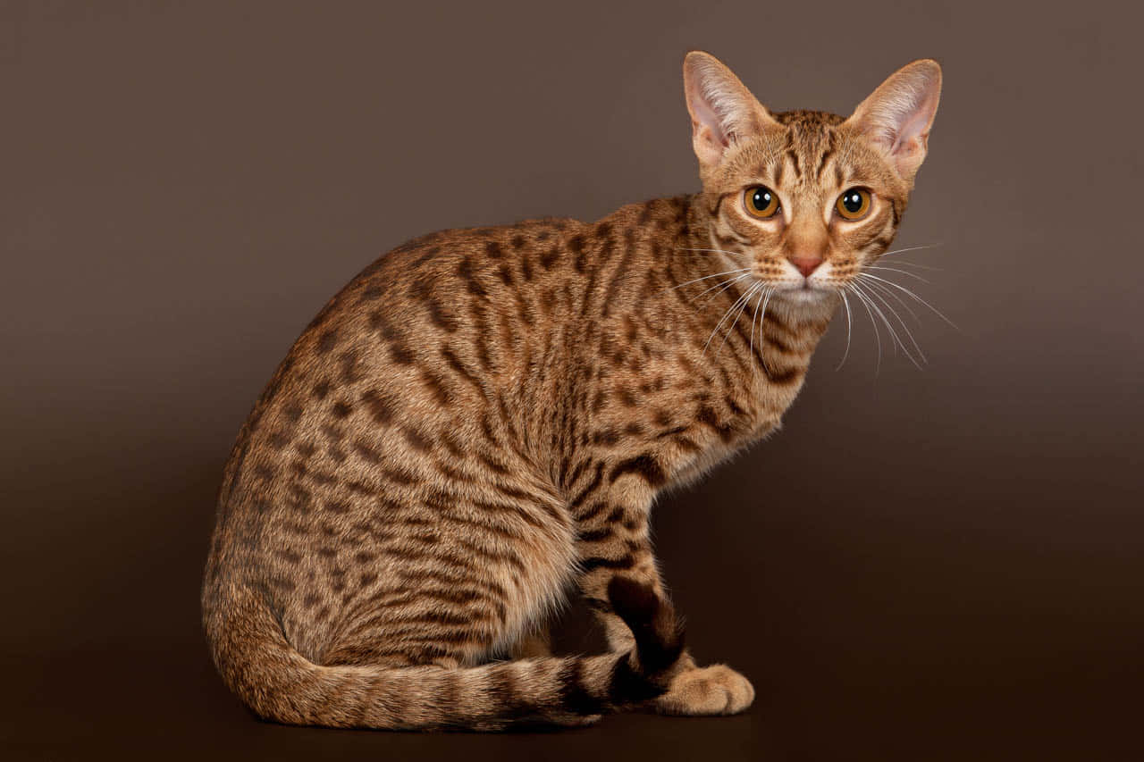 Ocicat, brown spotted cat, amber eyes, HD Desktop Wallpaper