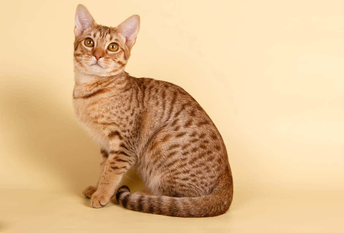 Ocicat, brown tabby, amber eyes, SD Desktop Wallpaper