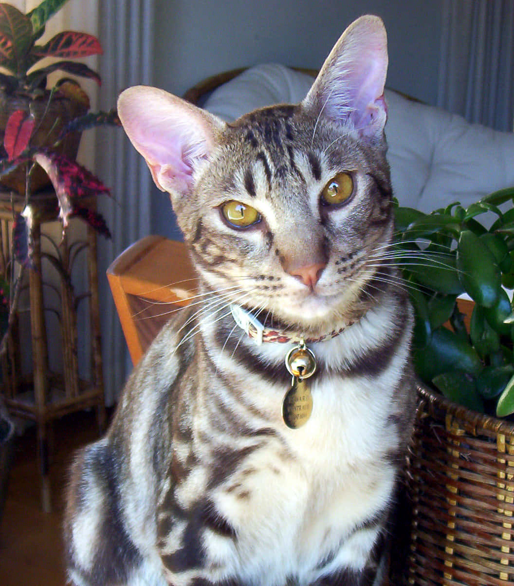 Ocicat, amber eyes, collar, SD Phone Wallpaper