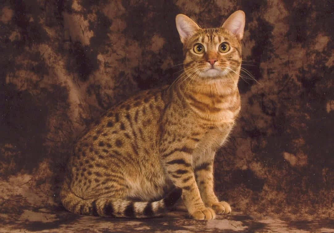 Ocicat, amber eyes, textured brown backdrop, SD Desktop Wallpaper