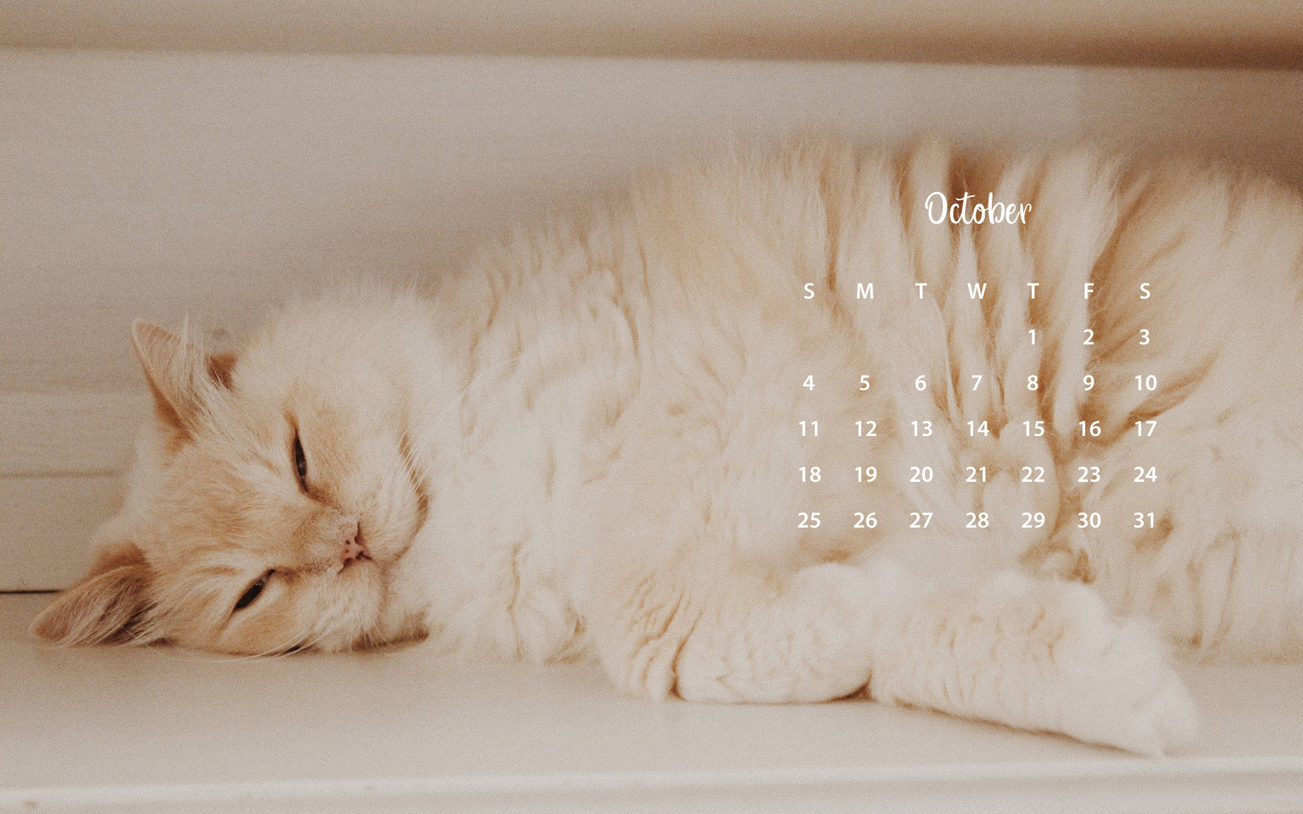 October 2020 Calendar, cream cat, white shelf, 2K Desktop Wallpaper