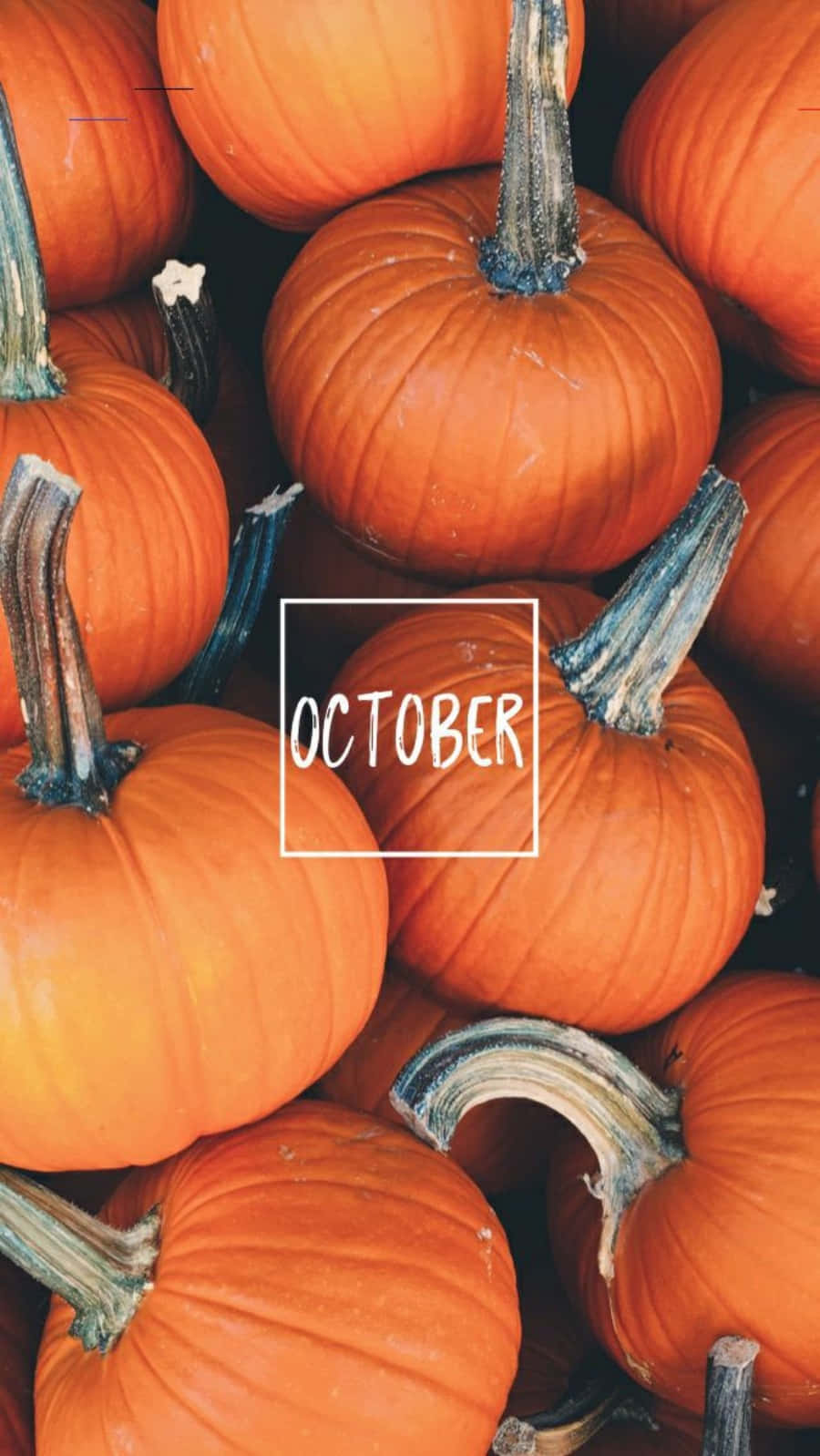 iPhone, OCTOBER, vibrant orange pumpkins, HD Phone Wallpaper