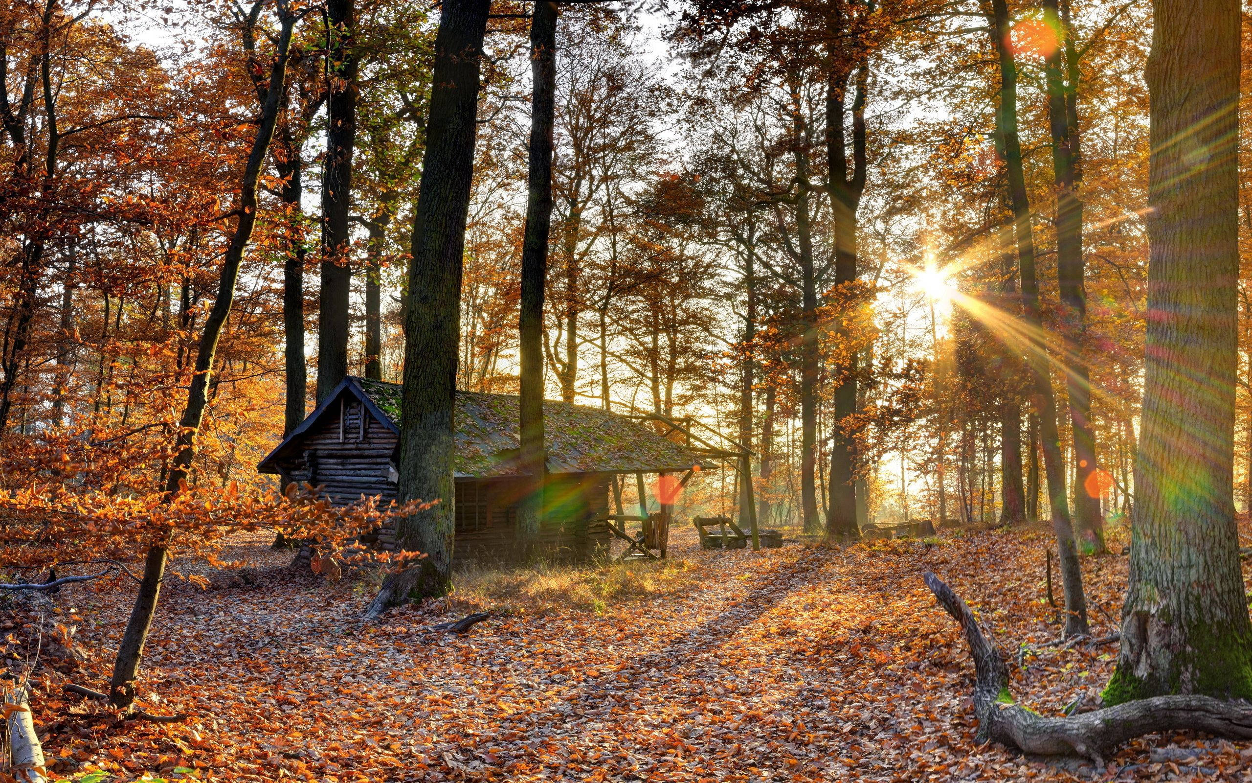 October, autumn forest, rustic wooden cabin, 2K Desktop Wallpaper