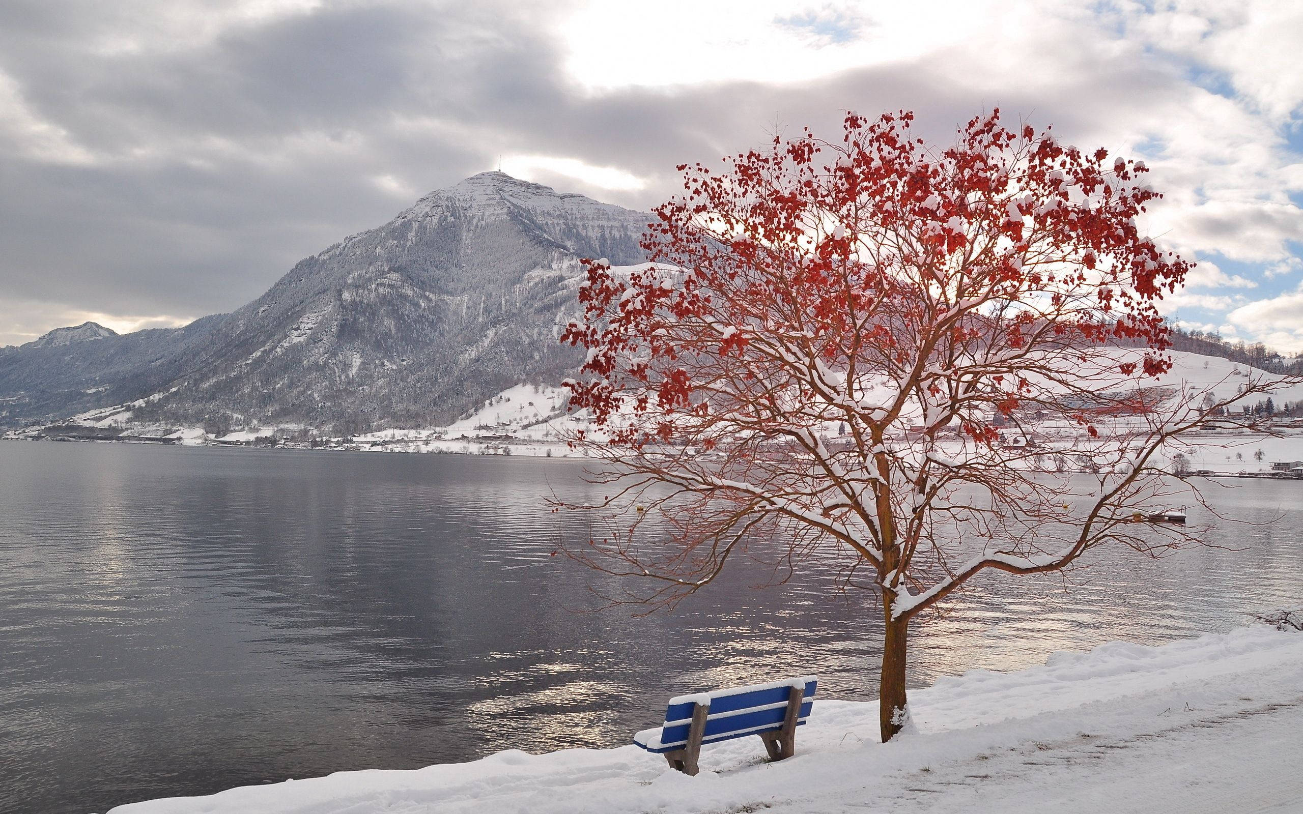 October, snow tree lake, fiery red leaves, 2K Desktop Wallpaper