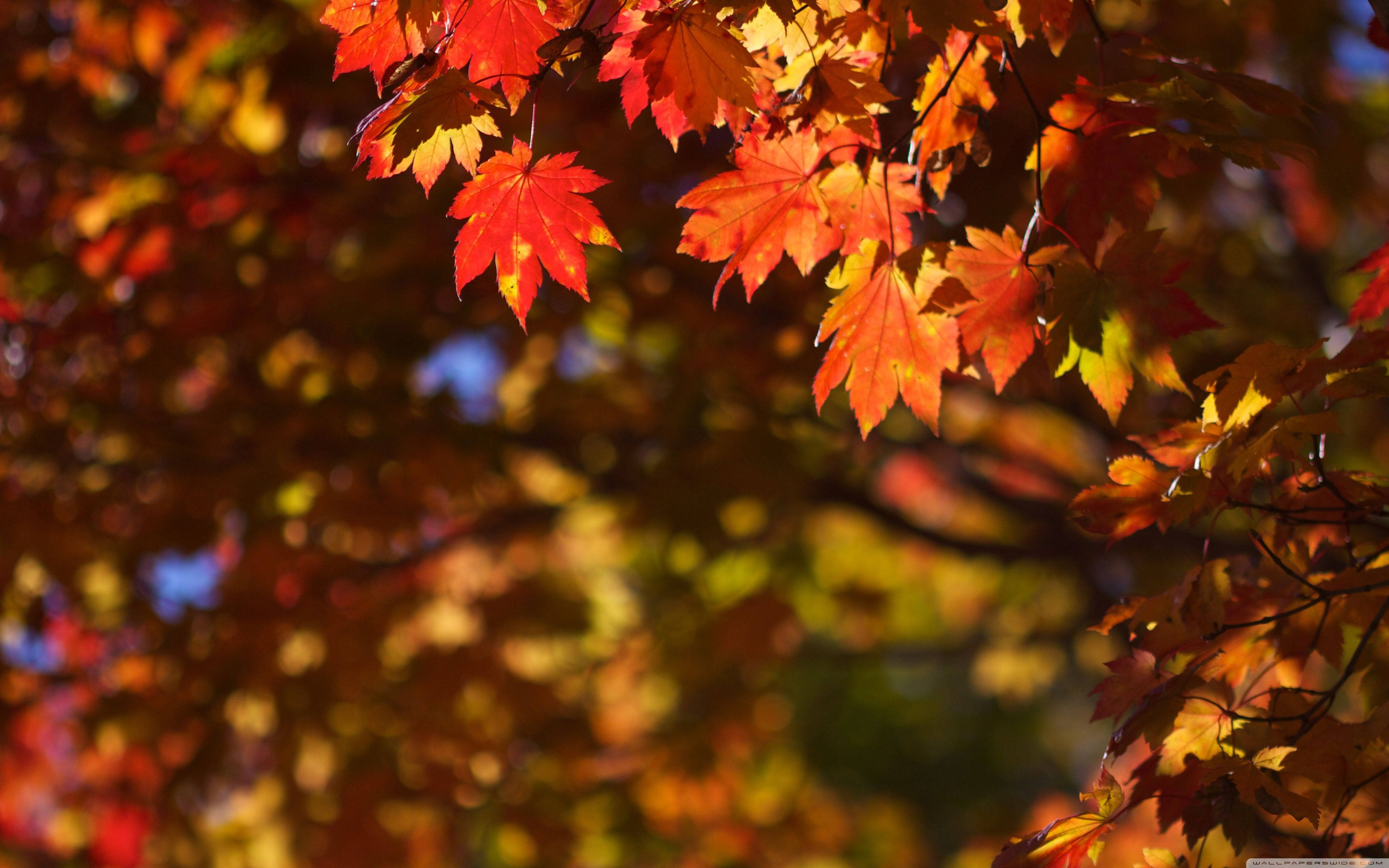 October, autumn maple tree, vibrant autumn maple leaves, 4K Desktop Wallpaper
