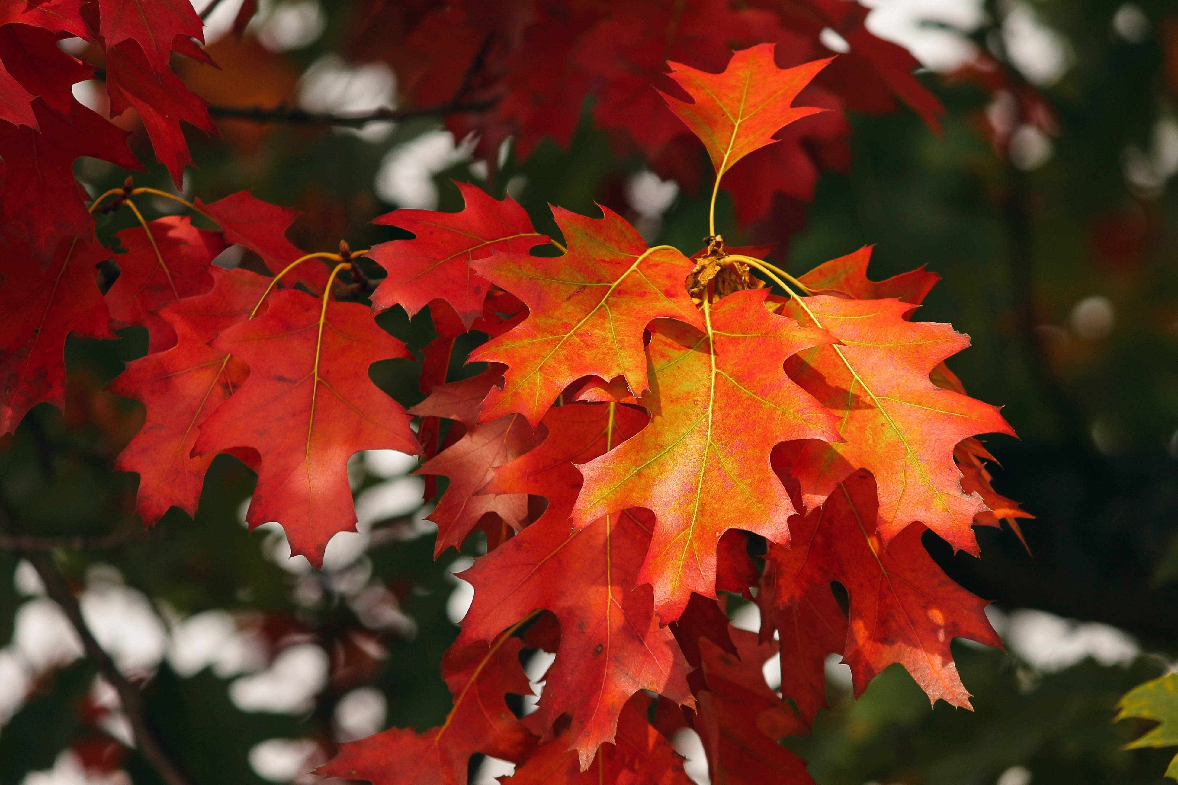 October, red autumn leaves, oak leaves, 4K Desktop Wallpaper