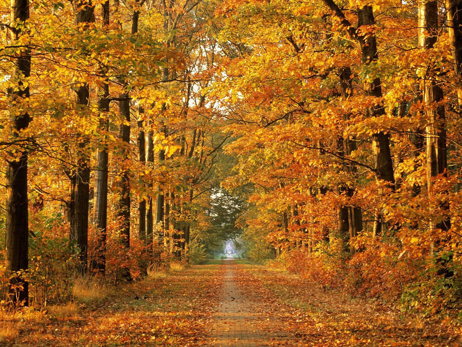 October, fall, yellow, HD Desktop Wallpaper