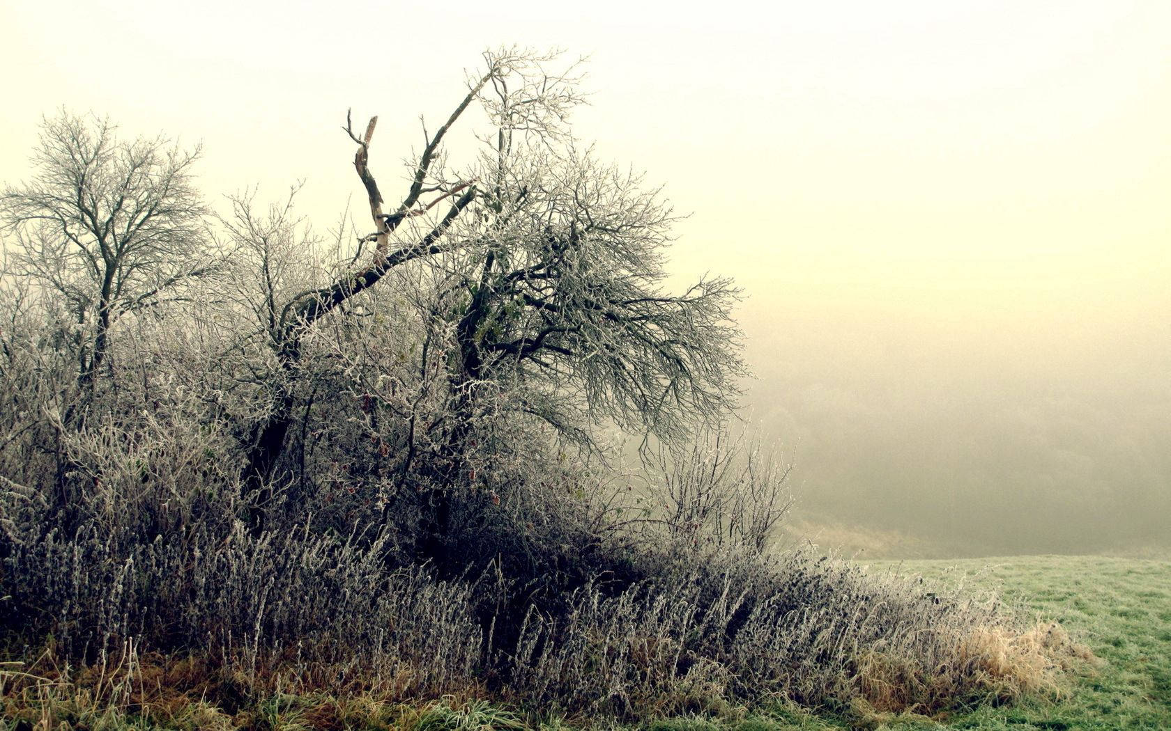 October, tree, grass, HD Desktop Wallpaper