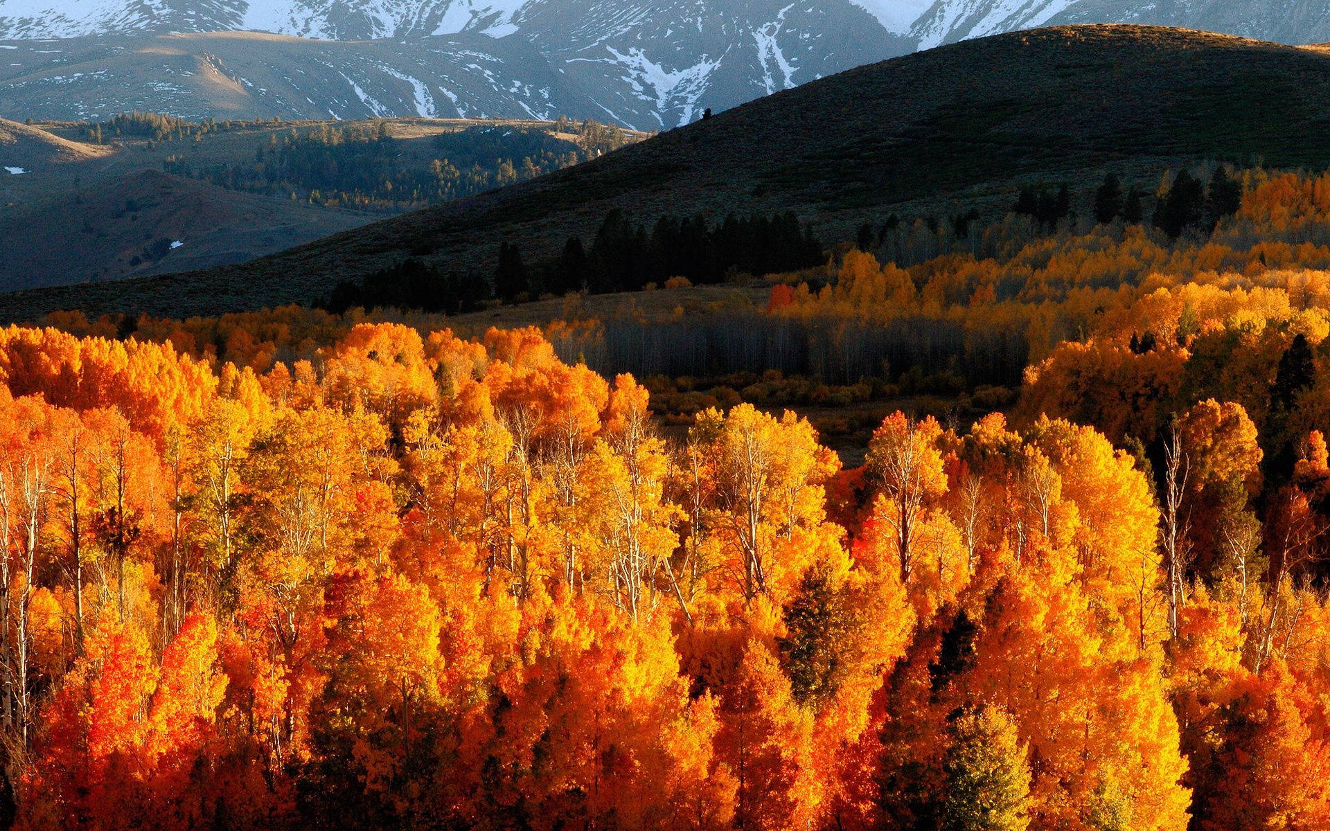 October, autumn forest hills, vibrant orange aspen trees, Full HD Desktop Wallpaper