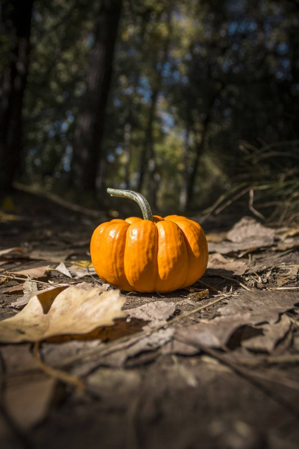 October, pumpkin forest, macro, HD Phone Wallpaper